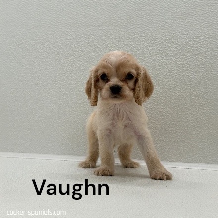 puppy, for, sale, Cocker Spaniel, Joe & Cherri  Overlease, dog, breeder, Miller, MO, dog-breeder, puppy-for-sale, forsale, nearby, find, puppyfind, locator, puppylocator, aca